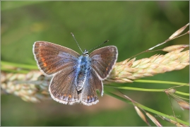 <p>MODRÁSEK JEHLICOVÝ - samička (Polyommatus icarus) ---- /Common blue butterfly - Hauhechel-Bläuling/</p>